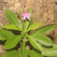 Talinum fruticosum (L.) Juss.